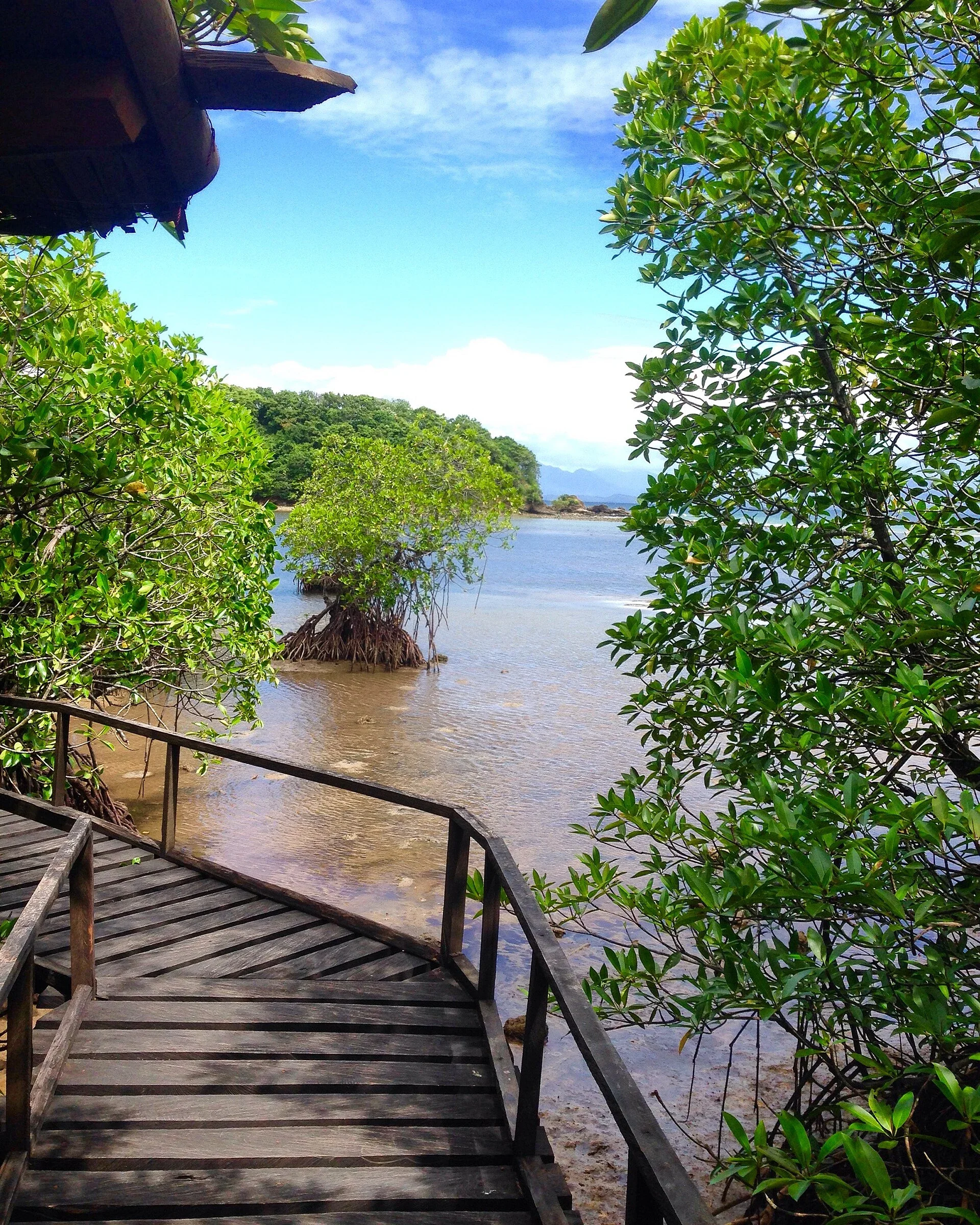 A wooden boardwalk through Puerto Galera’s Mangrove Park