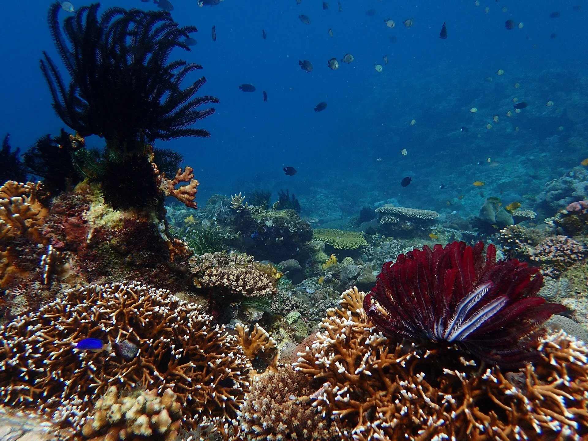 Marine life photographed underwater in Puerto Galera